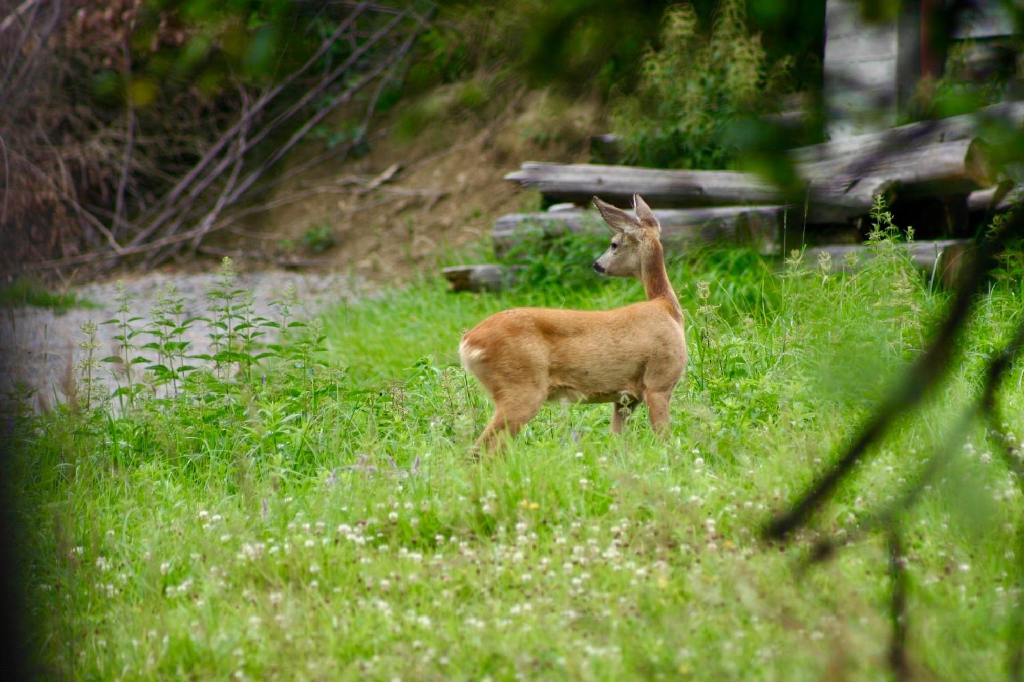 Black Deer - Z Sauna Na Tarasie, Jacuzzi I Widokiem Na Gory - By Deer Hills Luxury Kocon