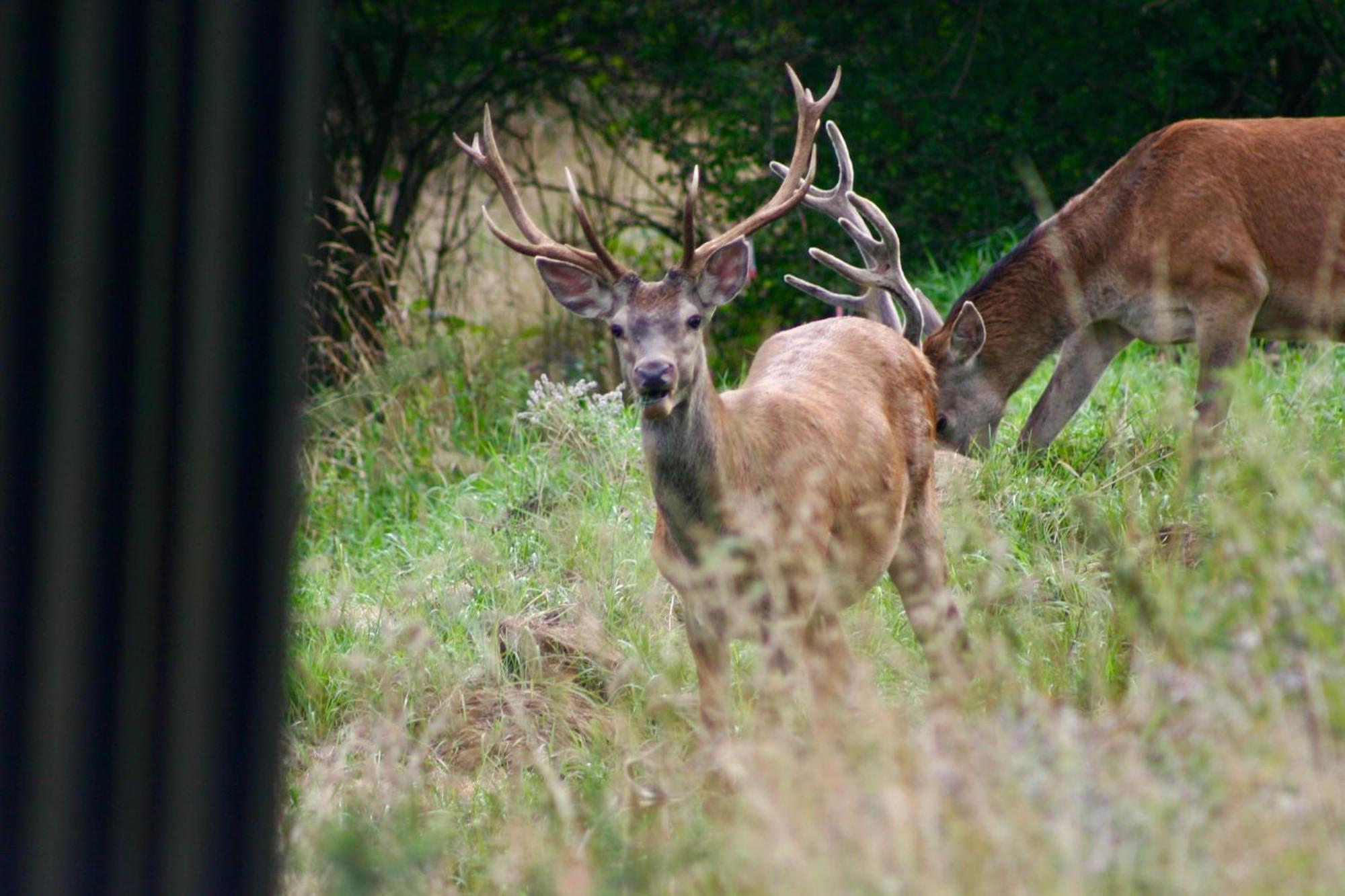 Appartamento Black Deer - Z Sauna Na Tarasie, Jacuzzi I Widokiem Na Gory - By Deer Hills Luxury *